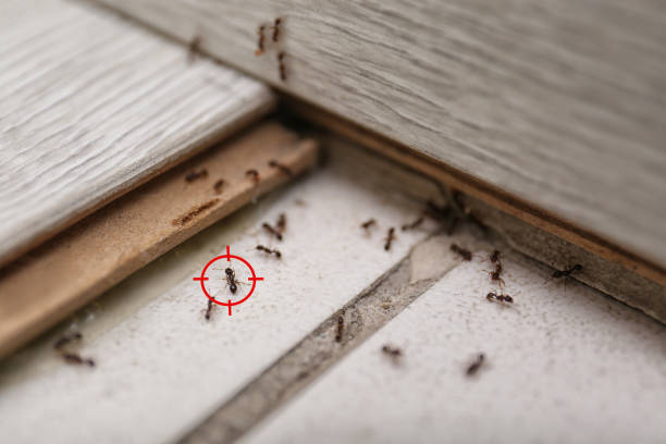 Best Ant Control Services  in Thorp, WI