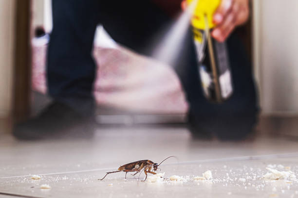 Best Wasp Removal Services  in Thorp, WI
